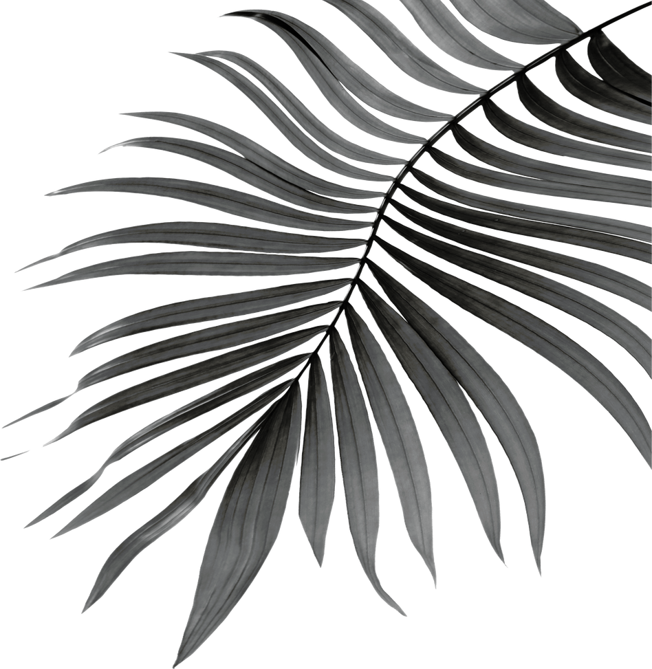 Black Leaves of Palm Tree on White Background